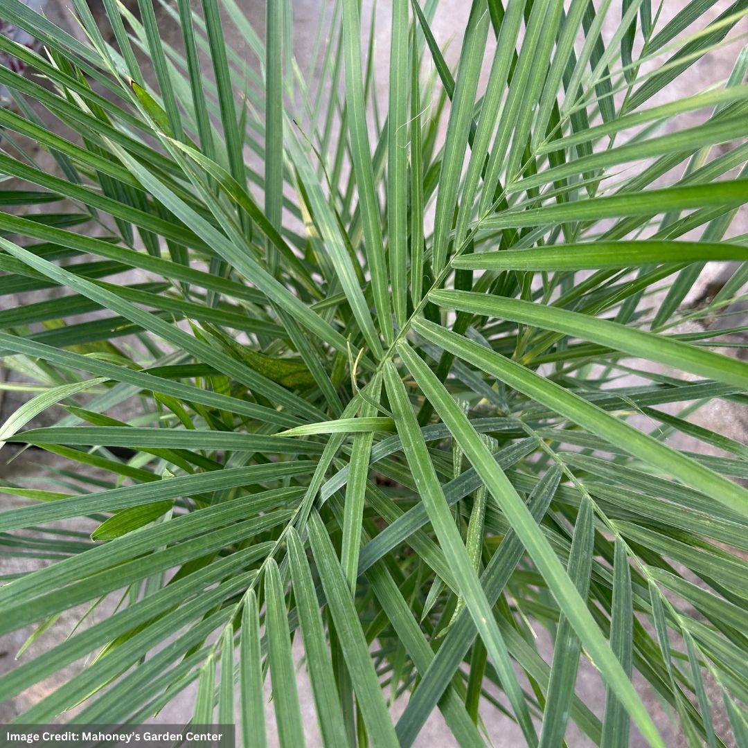 Palm (Chamaedorea Seifrizii) – Bamboo – 10″ Pot